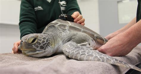 Taronga Launches Rare Sea Turtle Tracking Project Taronga