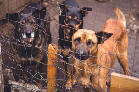 Shelter For Homeless Dogs Stock Image Image Of Eyes 64768785