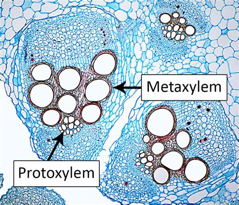 Cell Types Xylem