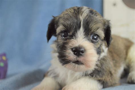 Havanese puppies for sale and dogs for adoption in california, ca. Havanese Puppies for Sale | Royal Flush Havanese