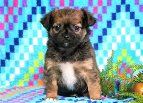 Havapoo pups are non shedding and curly. Havanese Mix Puppies For Sale | Puppy Adoption | Keystone Puppies