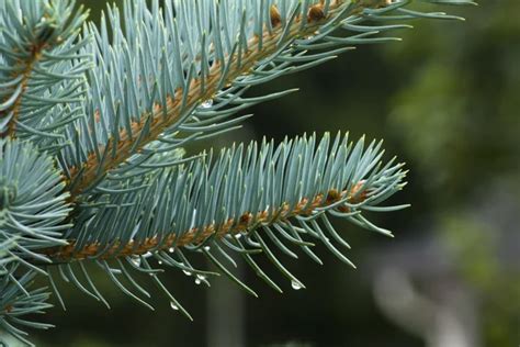 Branches Of Blue Spruce In Large Close Up — Stock Photo © Elenanoeva