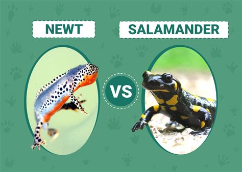 Newt Vs Salamander Key Differences With Pictures Pet Keen
