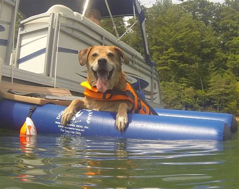 See more ideas about boat, dogs, ladder. Canoe building plan: Knowing Duck boat dog ramp plans