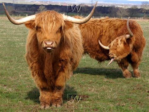 Highland Cattle New Photos And Info The Wildlife