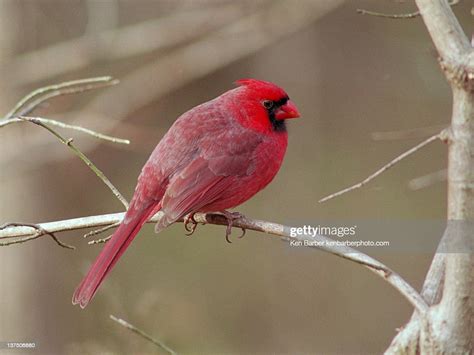 Male Cardinal On Bare Branch High Res Stock Photo Getty Images