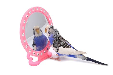 Budgie Mirrors Toys For Budgies Budgies Guide Omlet Uk