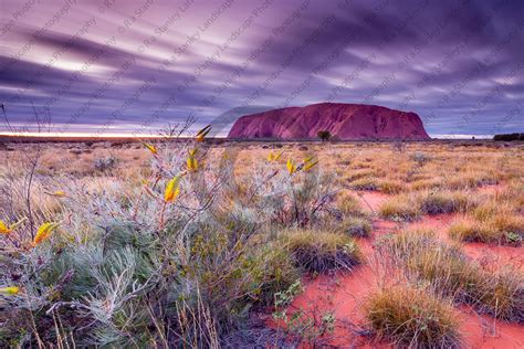 Uluru Wildflowers 71522 Photo Photograph Image R A Stanley Landscape Photography Prints