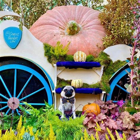 15 Trendy Halloween Costumes For Pugs The Dogman