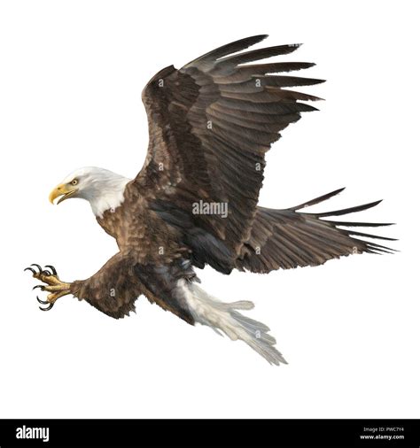 Bald Eagle Fly Landing Hand Draw On White Background Illustration Stock