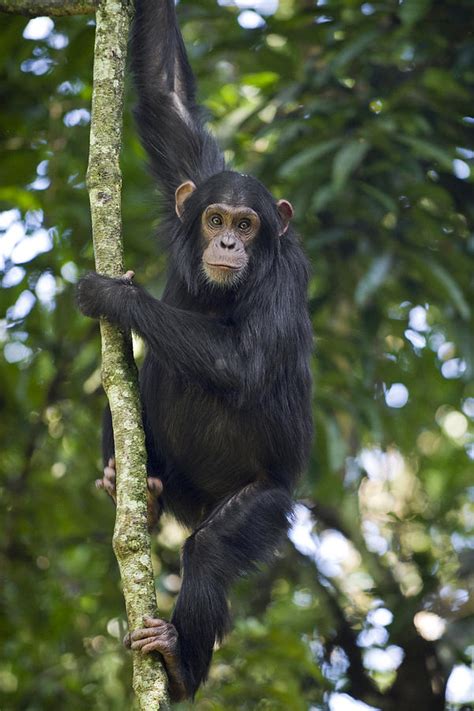 Chimpanzee Subadult In Tree Western Photograph By Suzi Eszterhas Fine