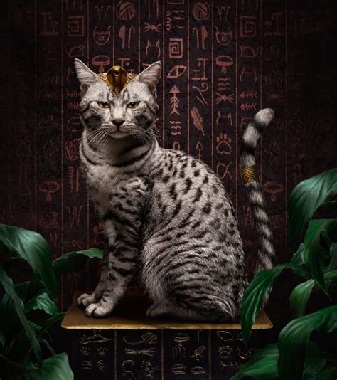 Egyptian Mau Cat Personality And Behavior Pettime