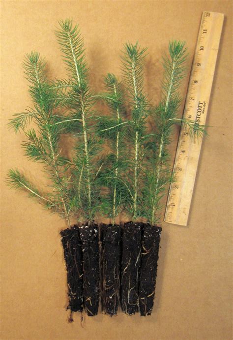 Colorado Blue Spruce Plug Seedlings Evergreen Trees For Sale