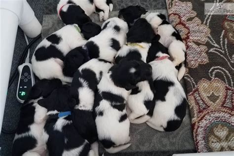 stabyhoun puppy  sale  northern michigan michigan edbaa