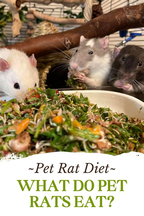 What Do Pet Rats Eat A Guide To A Healthy Diet For Rats Pet Rats