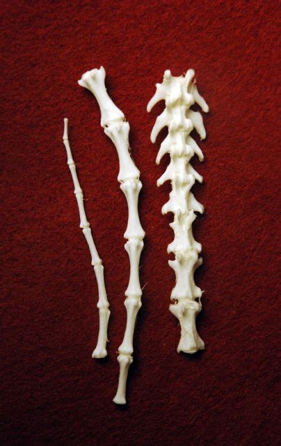 Assorted Animal Bones For Sale The Bone Room Animal Bones Human