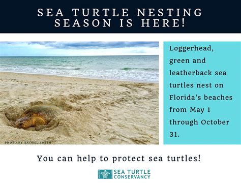 Sea Turtle Nesting Season Holiday Surf Owners