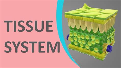 Tissue System In Plant Ppt