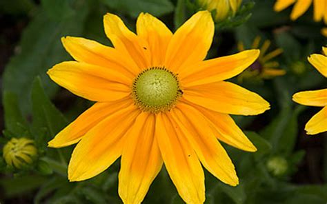 Rudbeckia Hirta Prairie Sun 87432