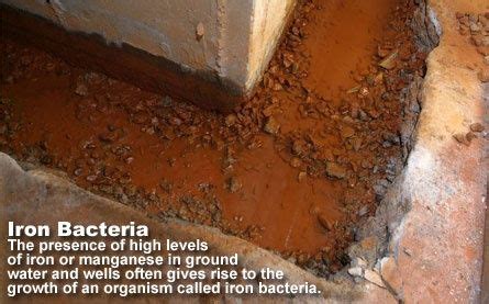 Iron bacteria will usually cause yellow, orange, red, or brown stains and discolored water. What are chemoautotrophs? What are some examples? - Quora