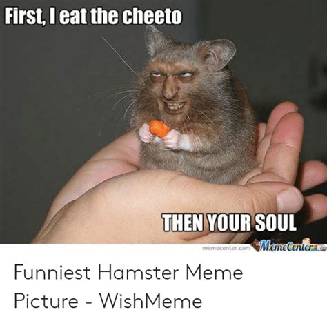 25 Best Memes About Hamster Meme Hamster Memes