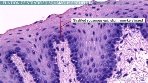 Stratified Squamous Epithelium Overview Function Location Lesson