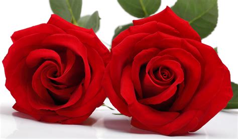 Rose With Love Love Flowers Roses Valentines Day Wallpapers Hd