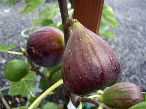 Best dwarf trees zone 5. Zone 5 Fig Trees - Growing A Fig Tree In Zone 5 | Fig tree ...