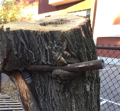 Removal what kind of location is this?: Tree Removal: NYC Tree Removal | Local Tree Removal ...