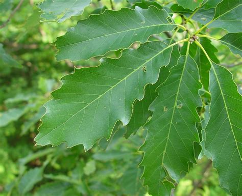 Quercus Muehlenbergii Chinkapin Oak Yellow Chestnut Oak Go Botany