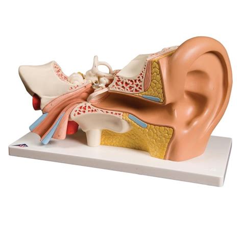 Ear Model 4 Parts Physiosupplieseu