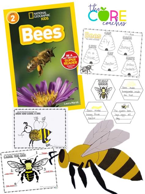 Teach Kindergartners And First Graders All About Bees With The National