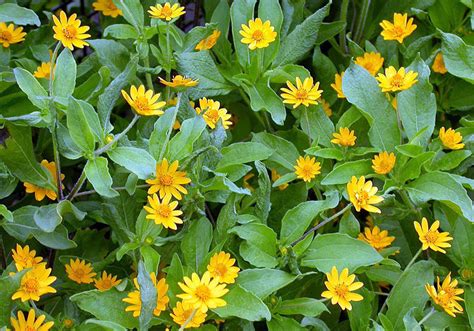 Botão de ouro Melampodium divaricatum Flores e Folhagens