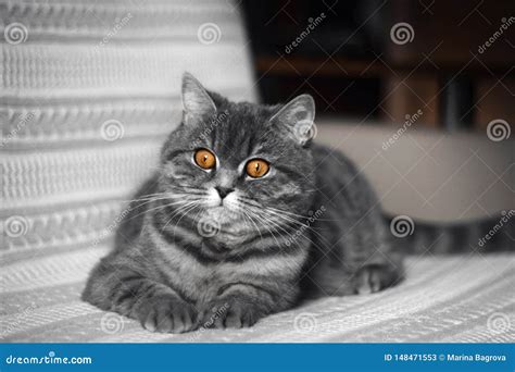 Funny Fat Scottish Straight Cat Lying On The Couch A Beautiful Grey Black Striped Cat Is