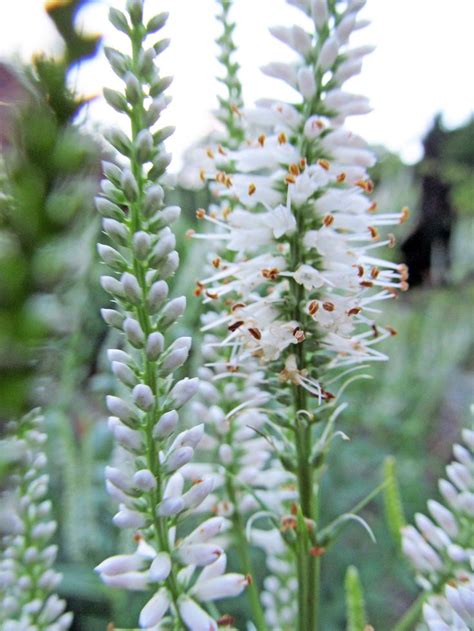 Flowers native to western pennsylvania. 17 Best images about Wildflowers of Western Pennsylvania ...