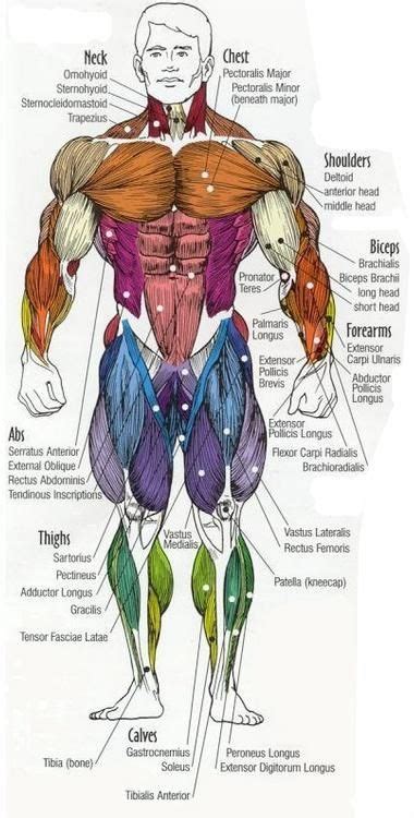 This diagram depicts muscle in the body 744×1054 with parts and labels. Muscles Anterior View | Muscle anatomy, Human body anatomy, Body anatomy