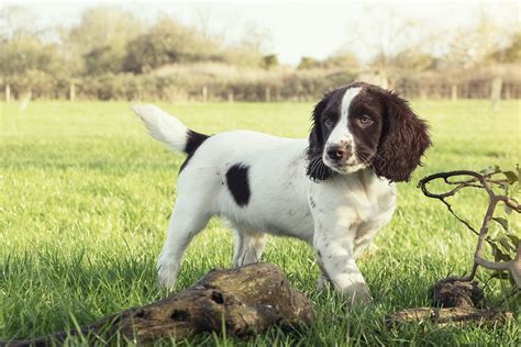 English Springer Spaniel Dog Breed Facts And Information