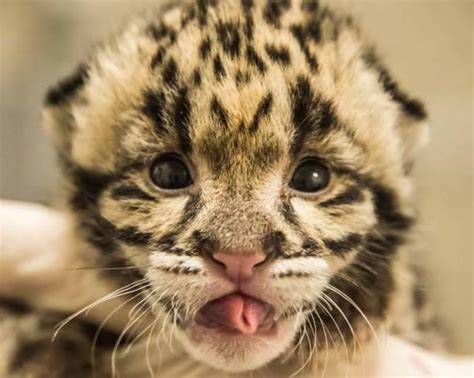 Clouded Leopard Baby