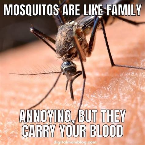 Funny Mosquito Memes Funny Summer Memes Funny Mosquito Weather Memes