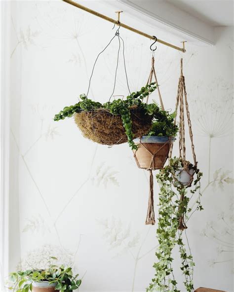 Hang Plants From Ceiling Plants Bn