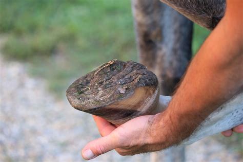 Horse Hoof Abscesses A Complete Guide For Beginners Diary Of An Ottb