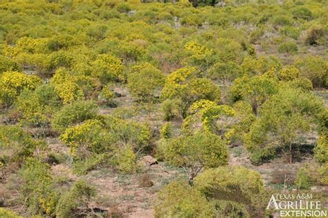 May 17, 2021 · one of the more common, sweet broom (cytisus racemosus syn. Plants of Texas Rangelands » Annual broomweed, Common ...
