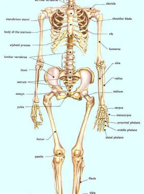 The Anatomy Of Bones In Human Skeleton Skeletal System Extensive