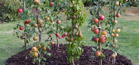 Cordon Fruit Trees How To Get The Best Harvest From A Small Garden