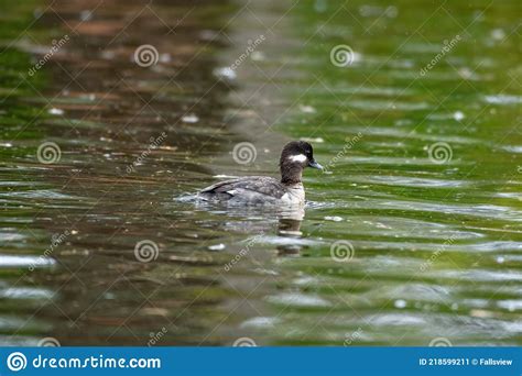 The Female Bufflehead Duck Royalty Free Stock Image
