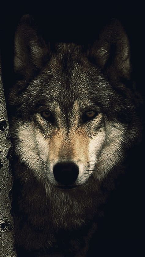 Wolf Phone Wallpapers Top Free Wolf Phone Backgrounds Wallpaperaccess