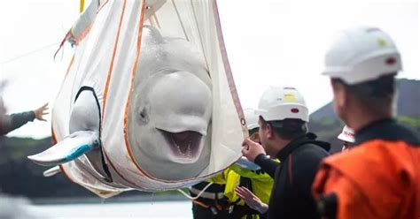 White Wolf Two Beluga Whales Are Transported From Captivity In China