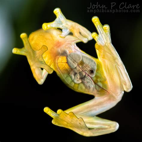 Reticulated Glass Frog Hyalinobatrachium Valerioi