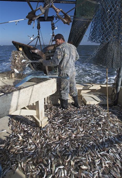 Real myrtle beach fishing charter customer testimonials. Shrimp fishing - Stock Image - C020/9812 - Science Photo ...