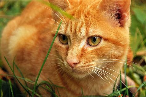 Orange Tabby Cat Grass Field Daytime Orange Tabby Tabby Cat